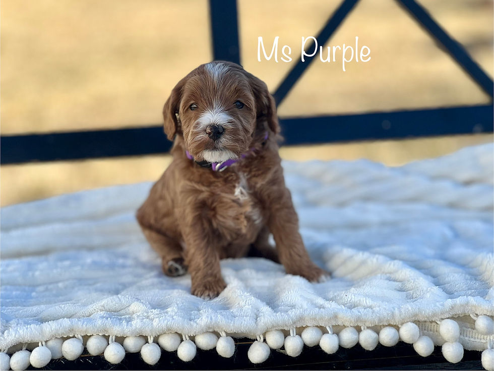 Ms Purple - 4 Weeks Old