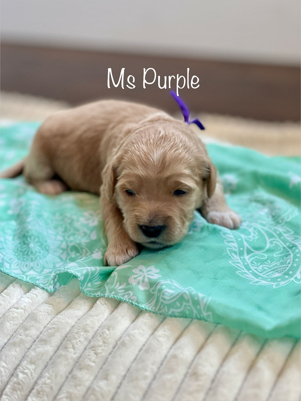 Ms Purple - 2 Weeks Old