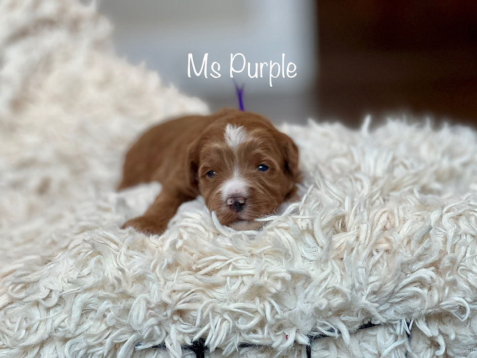 Ms Purple - 2 Weeks Old