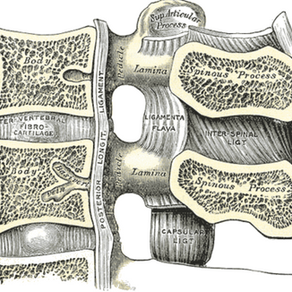Spine Secrets: Introduction to Your Back