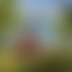 Exploring the Phases of Gait (walking)