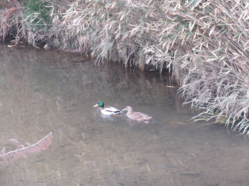 ２月２日（金）冬鳥観察会
