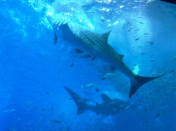 requin baleine de Churaumi