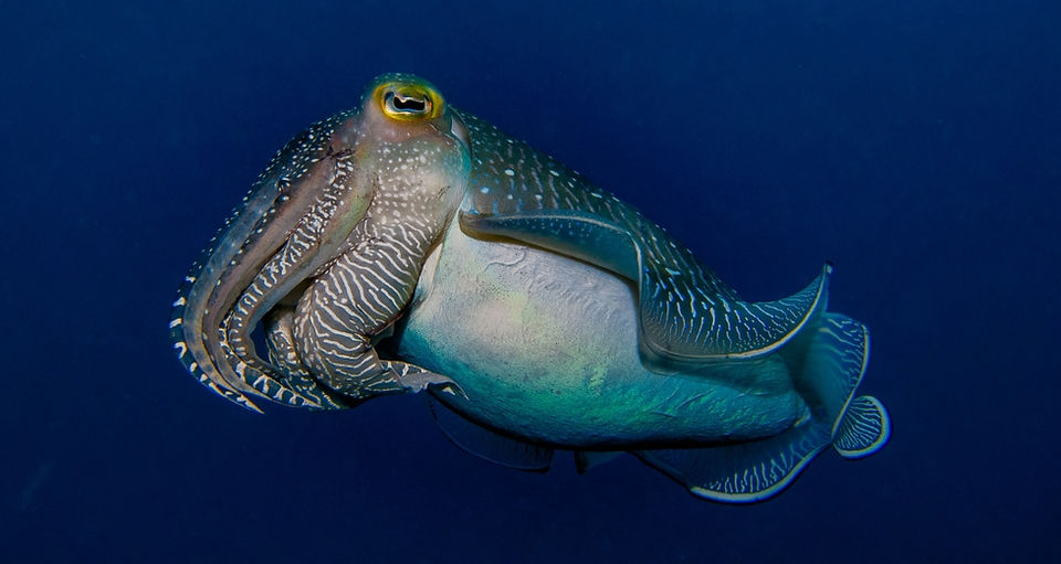 A zebra-striped nautilus gracefully propels through the ocean
