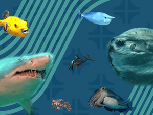 9 Curious Sea Animals at Lisbon’s Oceanário + Ocean Conservation in Portugal