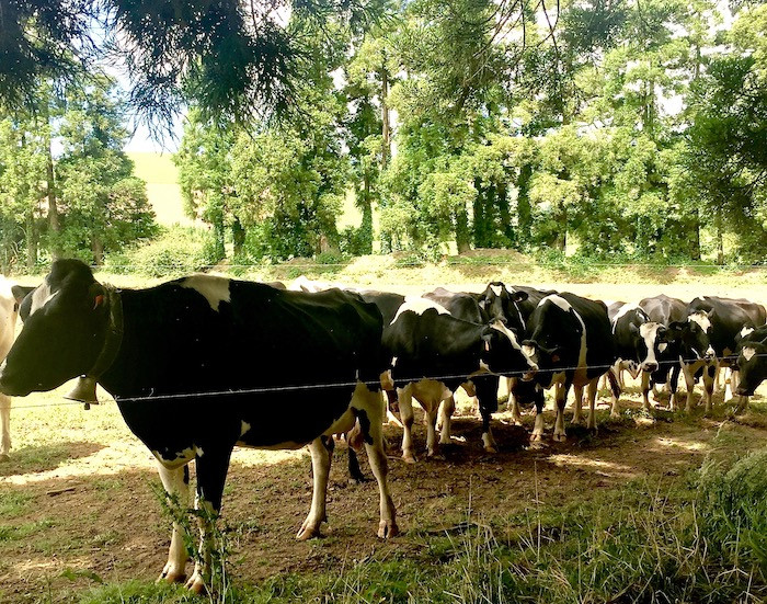 Cows roaming free in São Miguel, Azores, Portugal