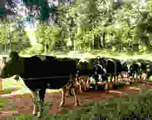 Cows roaming free in São Miguel, Azores, Portugal