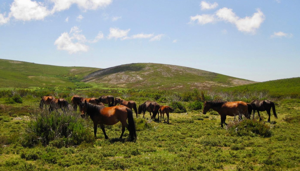 horses at the Quinta do Fijo in Arcos de Valdevez, Portugal