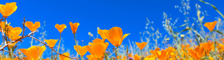 Walker-Canyon-2_edited.jpg