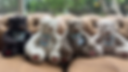 IMG_1308_edited.png