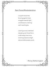 Rain Forest Rhododendron