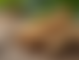 Unlocking the Power of Ashwagandha for Optimal Wellbeing and Health Solutions