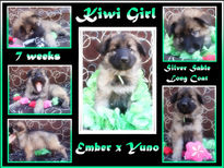 kiwi girl 7 wks RESIZED.jpg