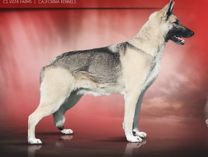 Noble's Starfire Von Silver Diamonds_edi