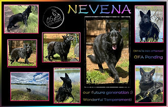 Nevena- future breeding female.jpg