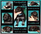 turquoise girl 2 wks.JPG