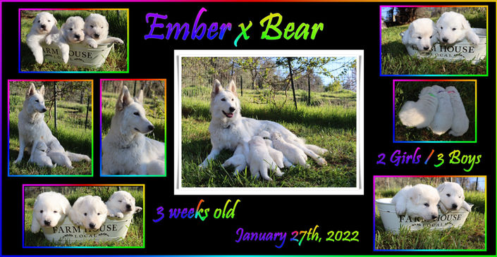 ember x bear 3 weeks.JPG