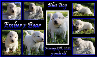 blue boy 3 weeks.JPG