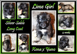 lime girl 4 wks.JPG rESIZED.jpg