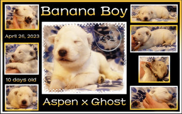 banana boy 10 days.JPG
