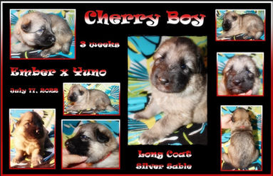 cherry boy 3 weeks RESIZED.jpg