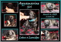 aquamarine girl 2 wks.JPG