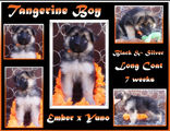tangerine boy 7 weeks. RESIZED.jpg