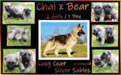chai x bear 5 weeks.JPG