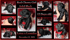 red cherry sized down.jpg