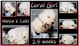 coral girl 2.5 wks.JPG