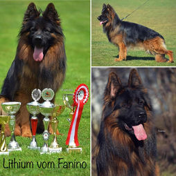 Lithium vom fanino -grandsire.jpg