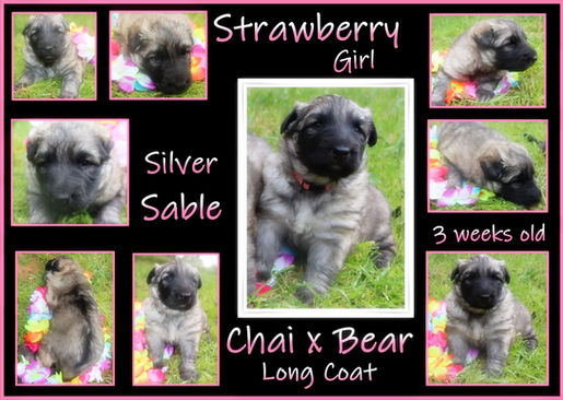 Strawberry girl 3 weeks.JPG