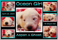 ocean girl 10 days old.JPG