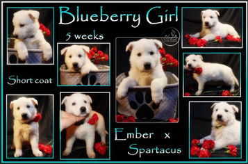 blueberry 5 wks.jpg
