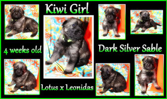 kiwi girl 4 weeks.JPG resised.jpg