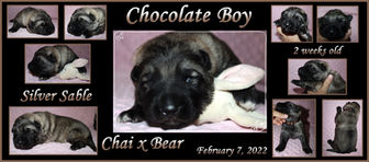 chocolate boy 2 weeks.JPG