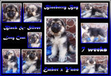 blueberry boy7 wks. RESIZED.jpg