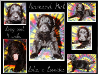 Diamond girl 4 wks.JPG