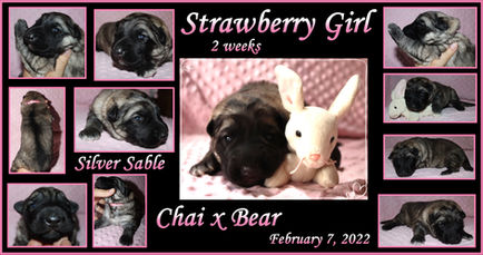 Strawberry girl 2 weeks.JPG