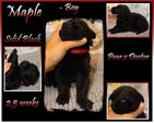 MAPLE Bpy 2.5 weeks.JPG