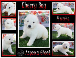 cherry boy 4wks.JPG