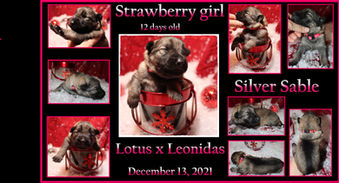 strawberry girl 12 days.JPG