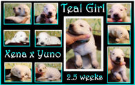 teal girl 2.5 wks.JPG