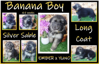 banana boy 4.5  wks.JPG