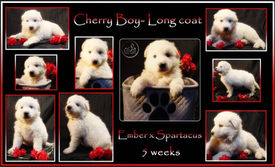 cherry 5wks.jpg