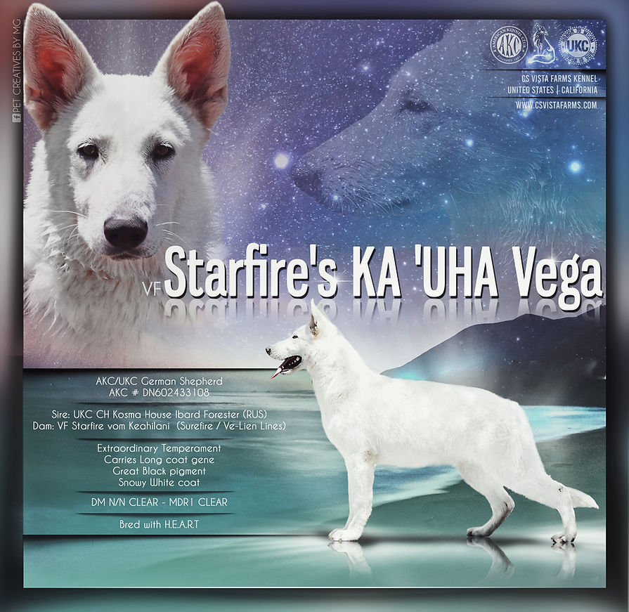 Vega (1).jpeg