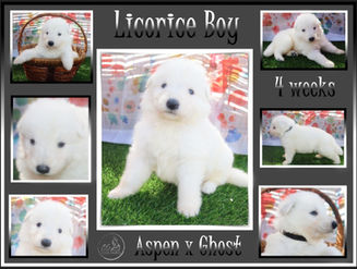 licorice boy 14 weeks .JPG