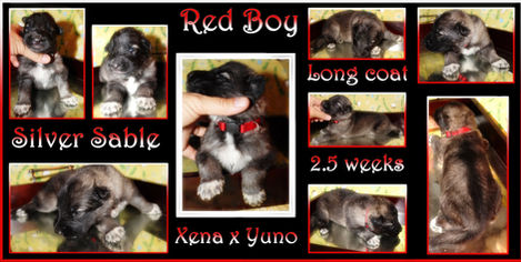 red boy 2.5 weeks.JPG
