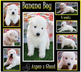 banana boy 4 weeks.JPG
