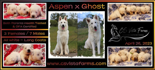 Aspen x ghost 10 days.JPG